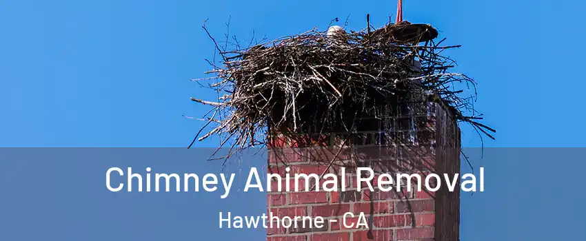  Chimney Animal Removal Hawthorne - CA