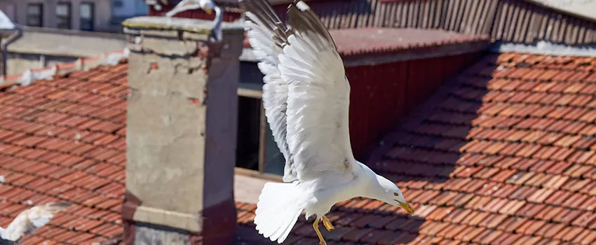 Residential Chimney Animal Removal Solution in Hawthorne, CA